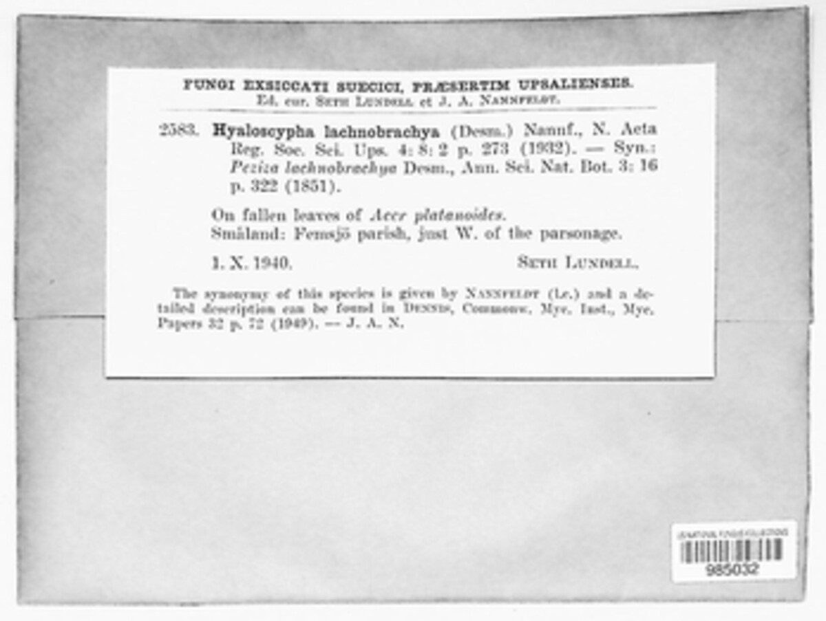 Phialina lachnobrachya image